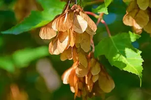 开云体育下载 -槭P?)HSc塠濄喔?吂肑嚑.??芧)]?'膦婴腂€?V咋张